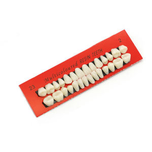 28pcs Dental Training Model Permanent Teeth Model Resin Denture Teeth Teaching Props Dentistry Technician Practice