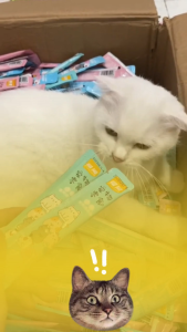 [COMBO 200 THANH] Súp Thưởng Cho Mèo Shizuka Soup Thưởng Cho Mèo Shizuka