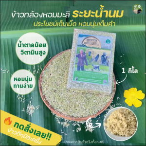 ข้าวกล้องหอมมะลิ ระยะน้ำนม (ข้าวใหม่ปี2568) หอมนุ่ม ทานง่าย น้ำตาลน้อย วิตามินสูง ปลอดสาร  (1 กก.)
