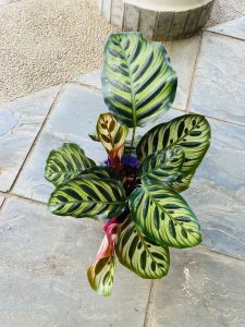 Calathea Makoyana Real Live plant 孔雀肖竹芋