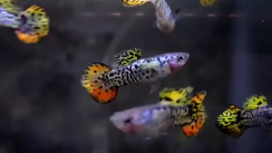 🐟Ajelis Guppy🐟Galaxy Sunset Yellow Round Tail Guppy 银河黄日落圆尾孔雀鱼 - Aquarium Ornamental Fish Ikan Hiasan 孔雀鱼 圆尾 特殊尾