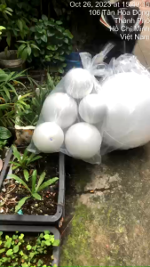 Banh Xốp Tròn - Cầu Xốp Đường Kính 25cm Giá Bán 1 Banh