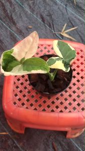 ต้นถุงเงินถุงทอง รุ่นกระถาง4นิ้ว - ประเภท: ต้นถุง ราคา: ฿389.00