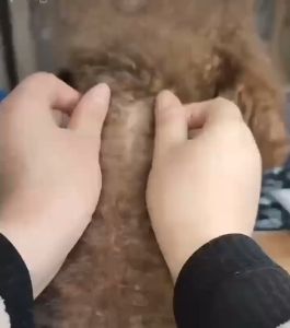 【Buy 3 Free 1-Special Price】Fipronil Flea Tick Medicine Drop for Cat Dog (0.67ml/Tube) Ubat Kutu Anjing/ Ubat kutu kucing