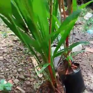 COD bibit tanaman hias palem merah dan kuning - bibit palem kuning - palem merah tanaman hias hidup
