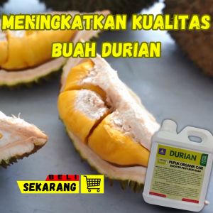 Pupuk Durian Pemacu Pertumbuhan Pupuk Durian Cepat Berbuah Anti Rontok Obat Durian Agar Tidak Rontok