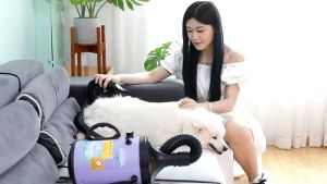 6500W Heavy Power Pet Blower: A Low Noise Professional Grooming Tool