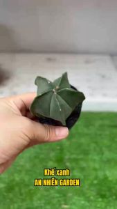 XƯƠNG RỒNG KHẾ XANH SIZE 5-7cm- xuất xứ Đà Lạt khoẻ đẹpLỖI 1 ĐỔI 1