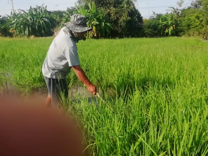 อุปกรณ์เกษตร เหล็กซ่อมข้าวเหล็กย้ายข้าวราคาถูก ขนาดด้าม6หุนสีบรอน