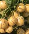 [Virladia Seeds] Biji Benih tanaman melon pepino kuning. 