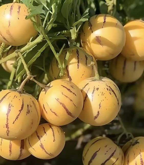 %5BVirladia%20Seeds%5D%20Biji%20Benih%20tanaman%20melon%20pepino%20kuning%20-%20Image%205