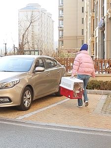 Pet Air Cargo Container Pet Carrier Cat Carrier Sangkar Kucing Dog Carrier Pet Cage Carrier Kucing Cat Cage