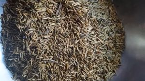 50gram hạt giống cây lồng mức