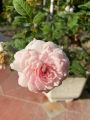 Hoa hồng Misaki Rose - hoa thơm, dễ trồng, hồng bụi. 