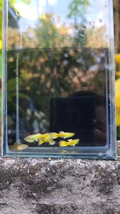 Full Gold ฟลูโกลด์อ่างบัว