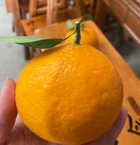 | Ultra Sweet & Juicy Yellow Beauty Mandarin Seedless & Thin Skin Jelly-like Melting Pulp Fresh Fruits Snack
