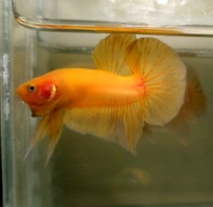 Solid Yellow Halfmoon Plakat HMPK Betta Fish / Ikan Laga/ 斗鱼 (Not random fish)17