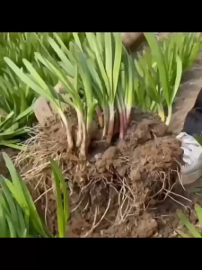 ต้นหอมสี่ฤดูใบไม้ผลิเมล็ดพันธุ์พืชผักใบเล็กต้นหอมสีม่วงผักต้นหอมทนความร้อน และความเย็นยาวนาน