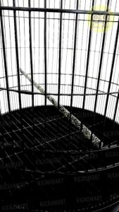 Kicau Mart Tangkringan Burung Murai Pasir Laut D15 Sempati Pangkringan Pijakan Kaki Sangkar Kandang Tkrmlsj