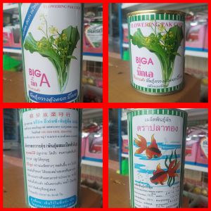 เมล็ดพันธุ์ ผักกาดกวางตุ้ง กวางตุ้งดอกต้นขาว บิ๊กเอ Big A (80 500กรัม) เมล็ดกวางตุ้งดอก เมล็ดพันธุ์ผักสวนครัว ตราปลาทอง