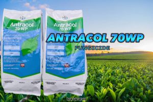ANTRACOL 70WP Kelas IV 1KG Fungicide Racun Kulat Tanaman Kailan Sawi Cubis Tomato Cili Padi Belimbing Pitaya Teh Durian Tembikai Timun Mangga Kacang Panjang Buncis | Penyakit Bintik Daun Antraknos Hawar Phytophthora Atltermaria Daun Lepuh Seludang Kulapuk