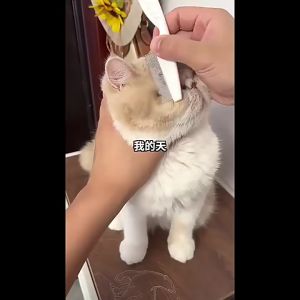 Sisir Kutu Kucing Anjing Panjang Jarum Stainless Steel