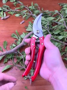 Stock High Carbon Steel Gardening Scissors Garden Scissors Tree Cutting Plant Cutting Pruners Pruners Specialized Gardening Tools