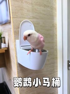 Interactive Parrot Pooping Tool Bird Training Platform Sun Conure Health Care Young And Adult Birds Toilet Training Device