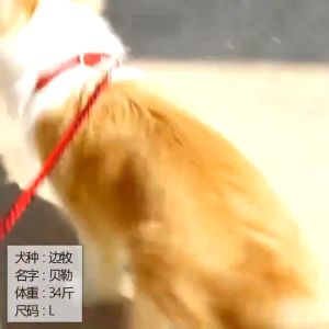 Dogs Collars Pet Adjustable Collars Color Foam Pet Collars for big dog big dogs