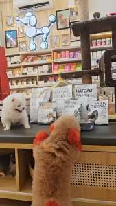 Thức Ăn Hạt Cho Chó Từ Dầu Cá Hồi Kings Pet By Bảo Anh Giàu Dinh Dưỡng Giúp Dưỡng Lông Túi 350g