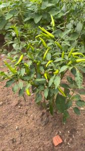 Phân trùn quế 10kg dạng bột mịn bón cây trồng hiệu quả nhanh Hapi green Phú Nông