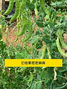 Selected early-maturing and high-yield potted vegetable pea seedlings 精选荷兰豆种子 早熟高产易种植 爬藤植物the sweet and crisp peas of the British brand  食用豆荚 豌豆苗蔬菜籽