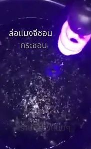 JCI เสียงล่อแมง เสียงต่อแมงกระชอน แฟลชไดร์ฟเสียงต่อแมงกระชอน แมงจีซอน มีโฆษณา รสชาติเปิดใจช่วยล้างล่อได้