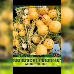 PAKET 5 LITER VIT-O PUPUK ORGANIK CAIR