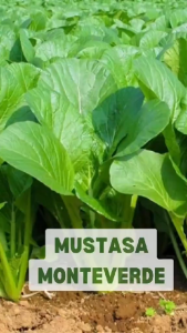 MUSTASA Seeds  (Monteverde Variety)Germanation 90%-100%