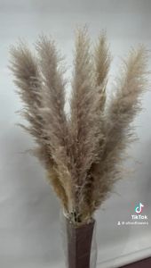(JUMBO) Naturally Dried Fluffy Pampas Grass 140cm Home Decoration Flower Arrangement Reed Bouquet Birthday Gift Aplant383 Main