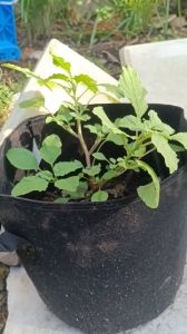 Túi vải trồng cây loại nhiều kích thước sử dụng trồng hoa trồng rau củ quả chậu vải siêu bền có quai cầm màu đen