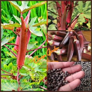 BIJI/BENIH TANAMAN SAYURAN OKRA MERAH