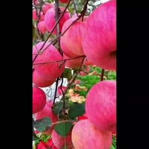 【超1千回头客】正宗苹果树苗嫁接红富士苹果苗特大糖心地栽盆栽南北方种植果树苗