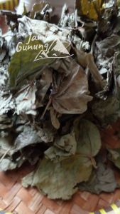 Daun Jati Belanda Grade A: Bersih & Organik