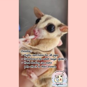 Suggie House Sugar Gliders Milk Replacer Powder Food Supplement Makanan Susu Sugar Glider 蜜袋鼯代奶小宠代奶补品