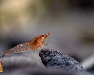 กุ้งฝอยแห้ง กุ้งฝอยขาวทะเลแห้ง จากทะเลธรรมชาติจังหวัดสตูล คุณภาพดี ไม่ใส่สี ไม่ใส่สารใดๆ ขนาด 200 ก.มีของแถมทุกกล่อง