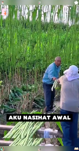 Benih Tebu Manis Cepat Tumbuh Batang Lembut & Manis Berair Banyak Sesuai Rumah & Kebun Sesuai Cuaca Malaysia Garden Plant Seeds