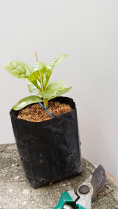 ผักปลังเขียว ถุงเพาะ 5.5นิ้ว. ผักปลัง ปลังเขียว