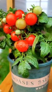 Bibit Benih Tomat Cherry Merah - Kualitas Premium (Bonus Benih Random)