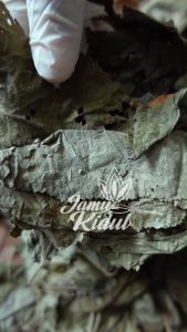Daun Jati Belanda Kering 250gr Asli - Organik dan Bersih