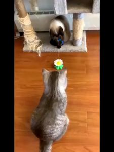 Đồ Chơi Bướm Bay Tự Động cho Mèo và Chó