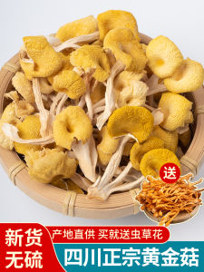 Sichuan Golden Mushroom Dry Goods 200G Chanterelle Elm Mushroom Mushroom Mushroom Daliangshan Specialty Yellow Silk Mushroom Golden Top Mushroom