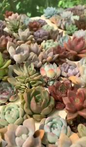 Set 10 sen đá mini 25-4cm LỖI 1 ĐỔI 1 Cây thuần khí hậu Già Mập Khỏe Đi đơn có quà