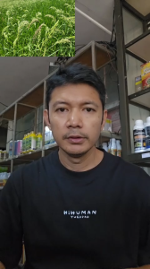 **ขายยกลัง**ไซแอมบิวทาคลอร์ 60% ขนาด 18*1 ล. คุมเลน ในนาข้าว สารกำจัดวัชพืช ฉีดคุมหลังหว่าน 0-4 วัน คุมหญ้าดอกขาว หญ้าข้าวนก ผักปอด กก